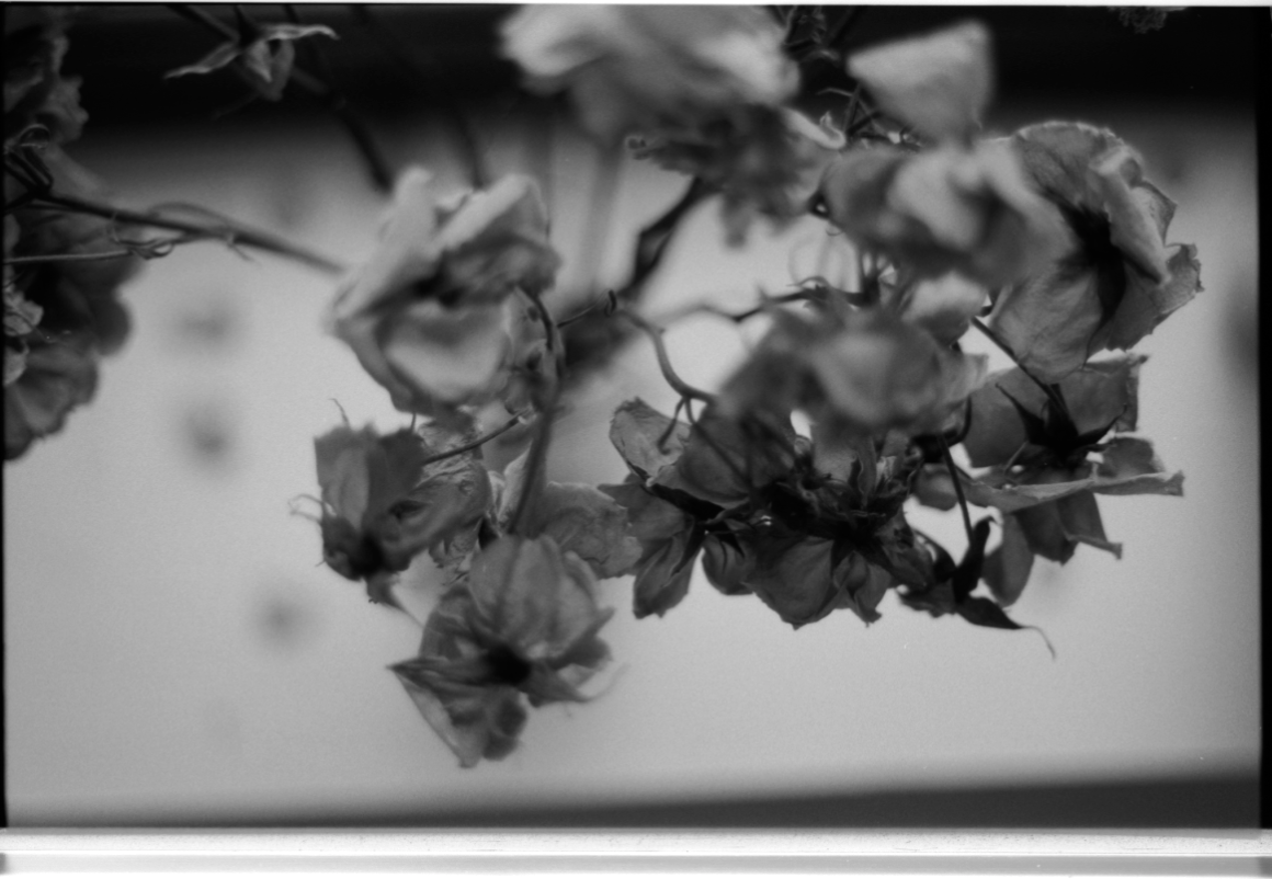 MM_Dead Roses_14.png