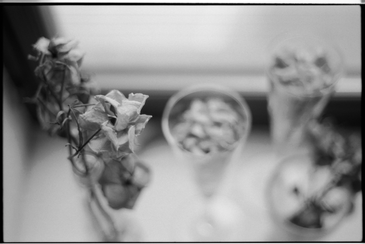 MM_Dead Roses_16.png
