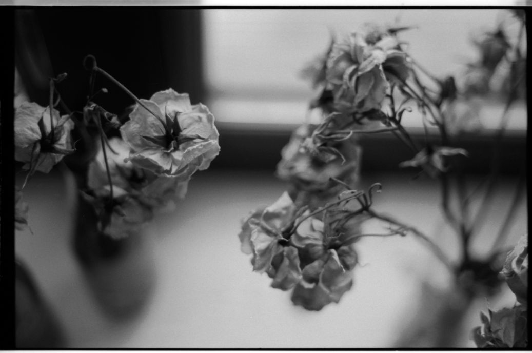 MM_Dead Roses_15.png