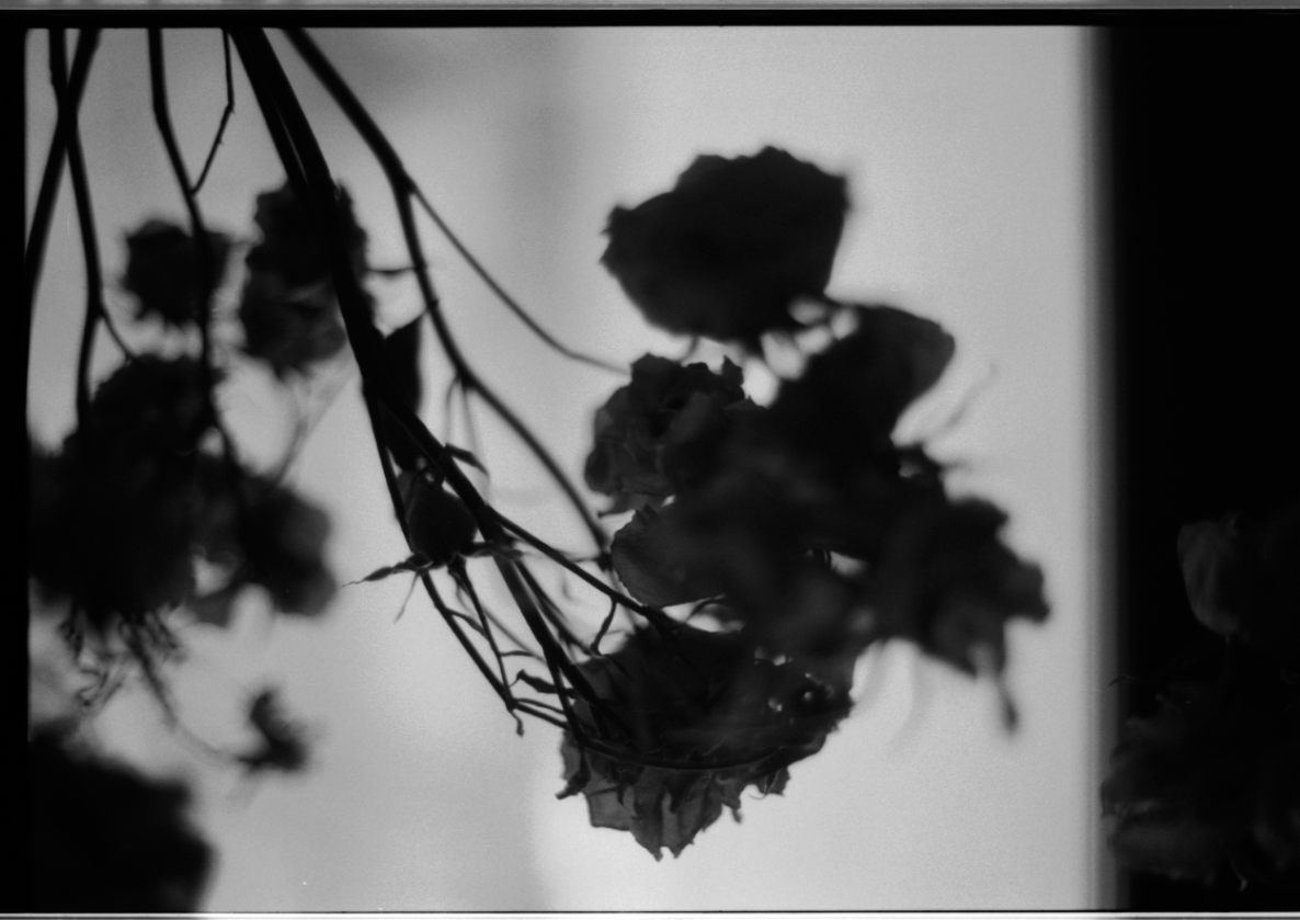 MM_Dead Roses_20.png