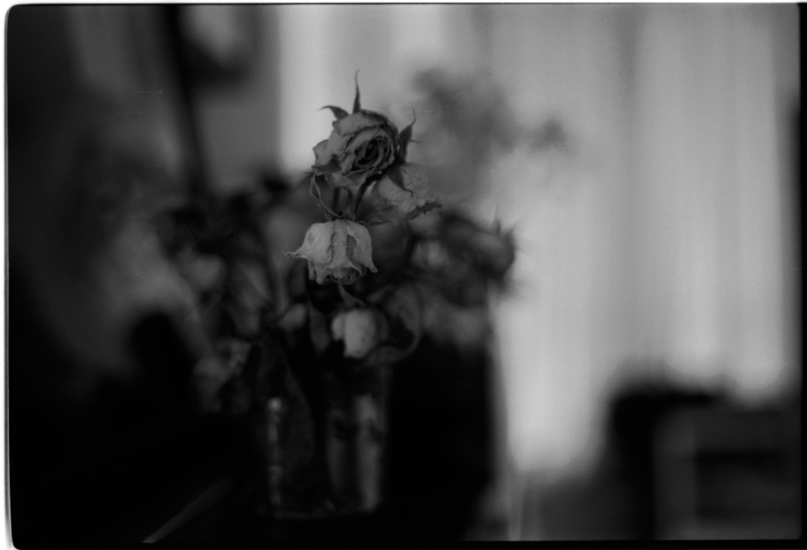 MM_Dead Roses_34.png