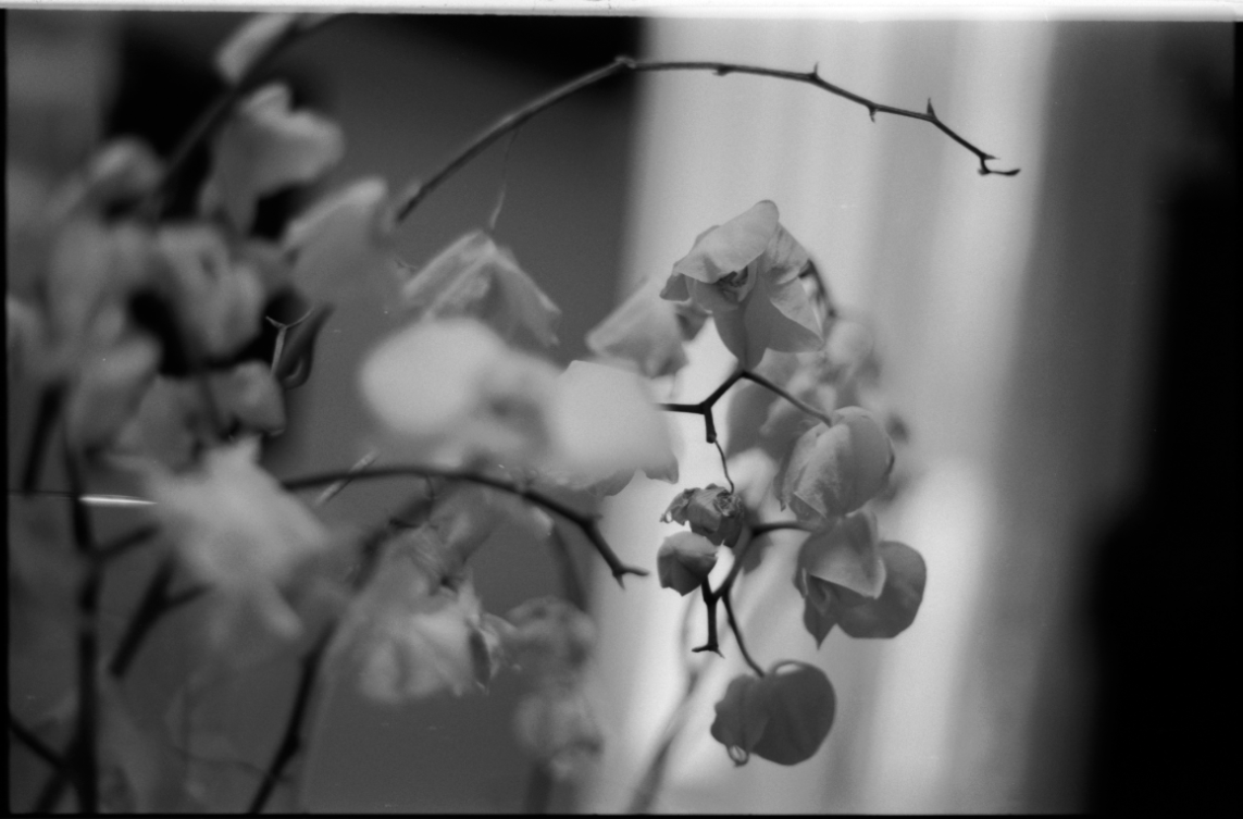 MM_Dead Roses_40.png
