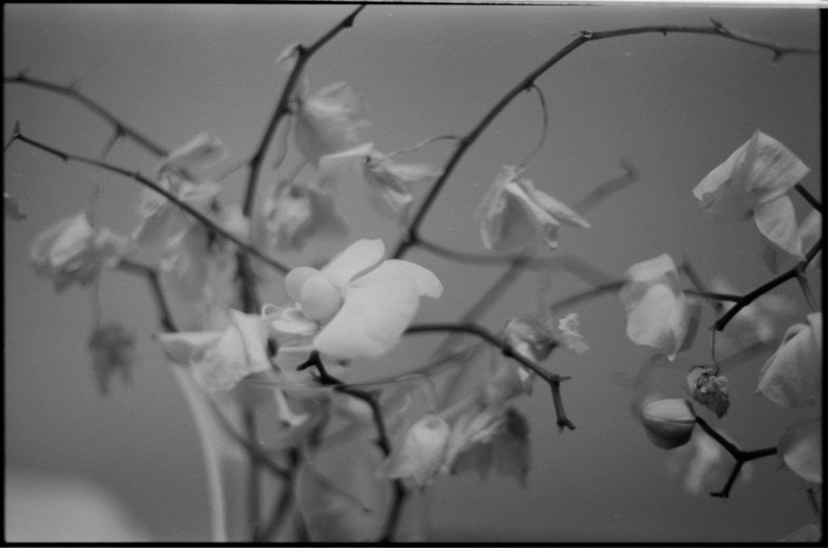 MM_Dead Roses_39.png