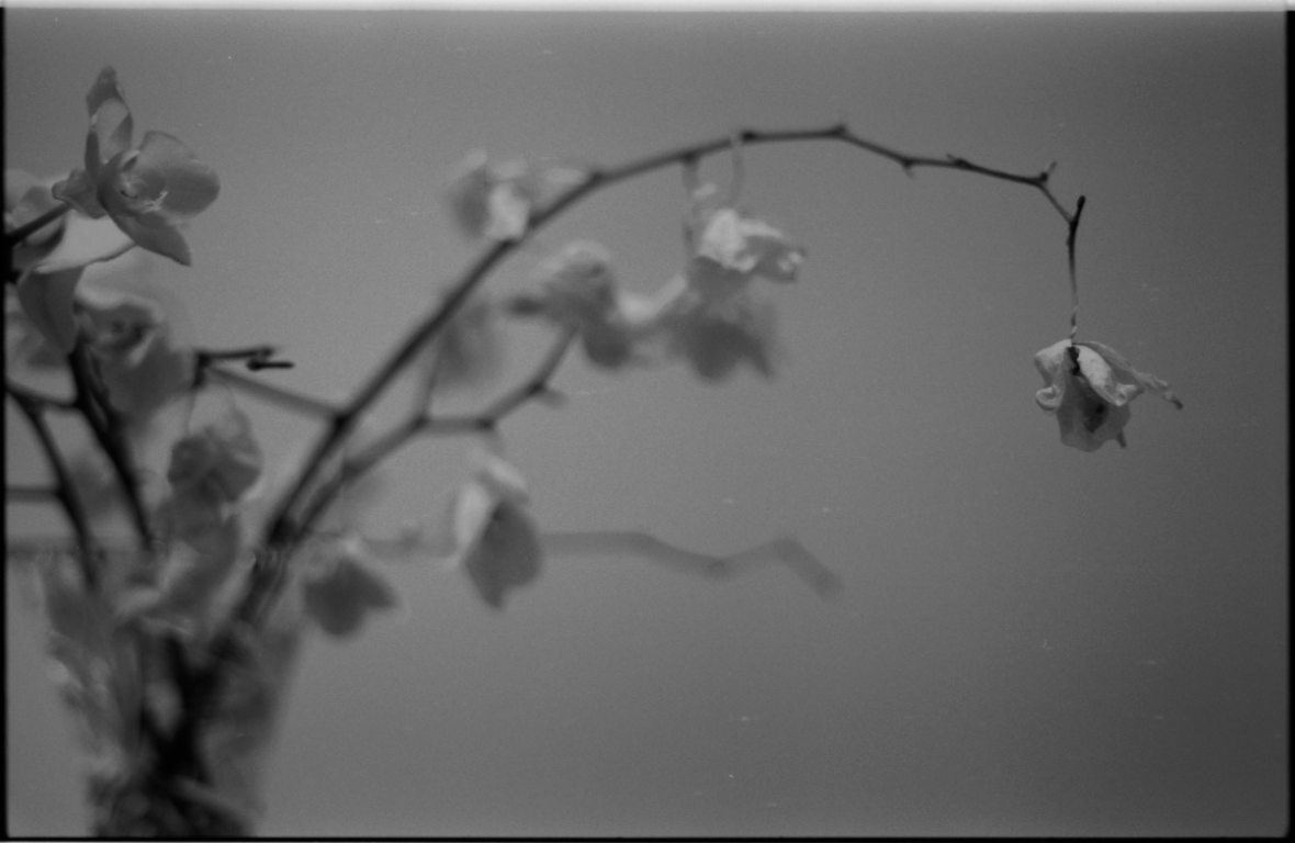 MM_Dead Roses_41.png