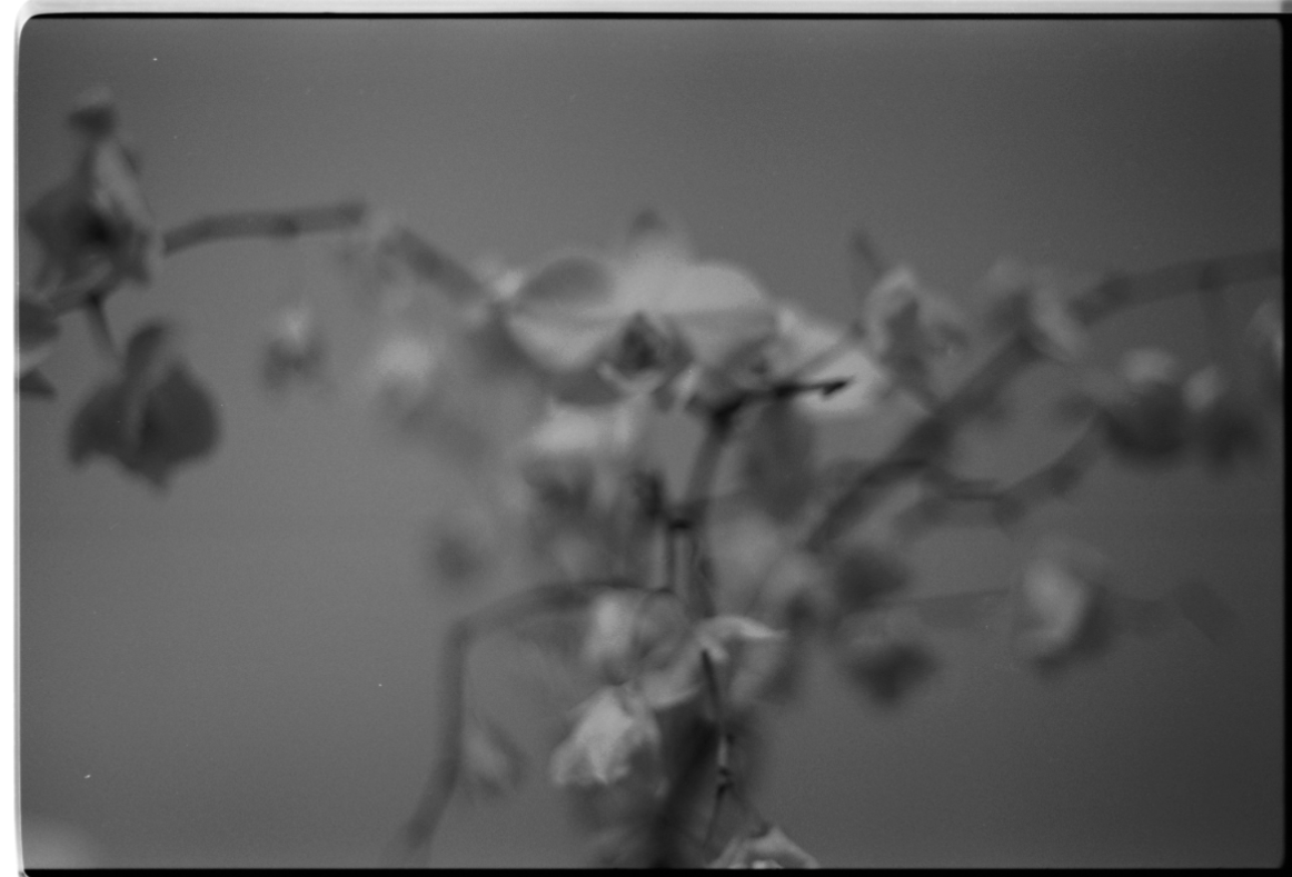 MM_Dead Roses_43.png