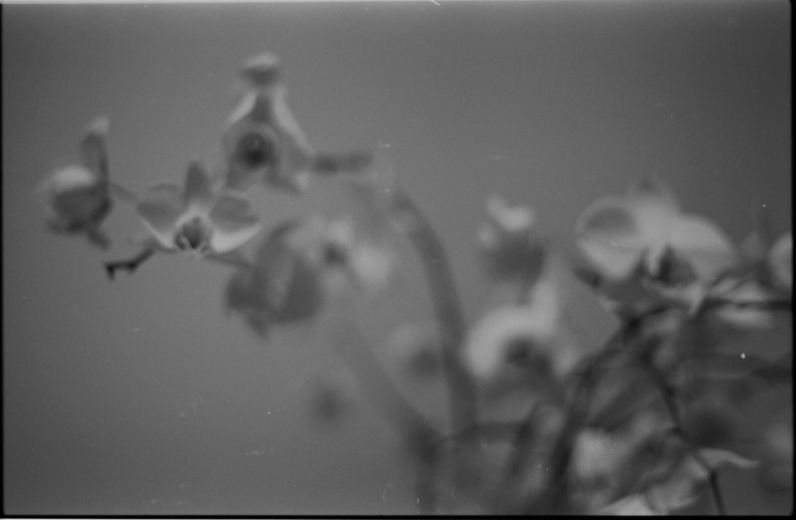 MM_Dead Roses_42.png