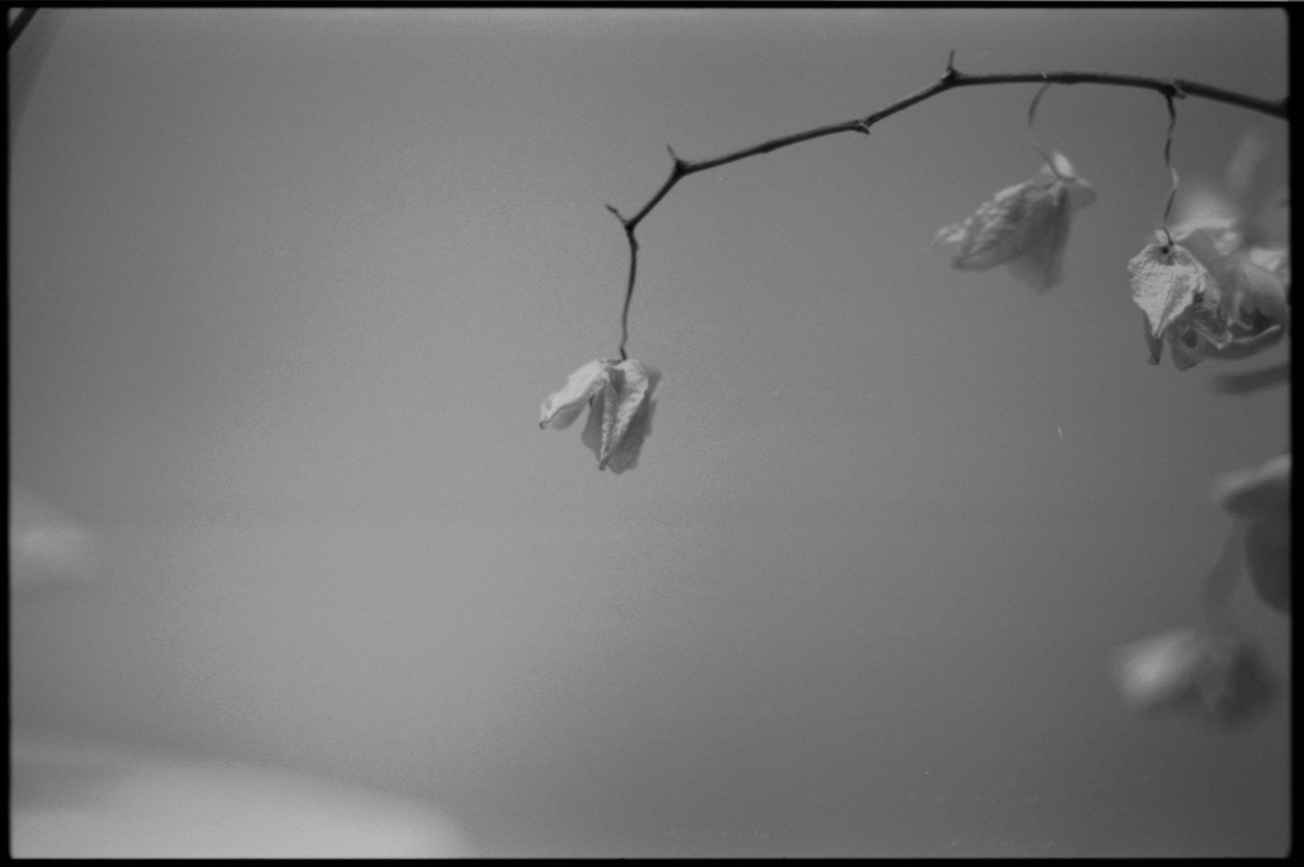 MM_Dead Roses_44.png