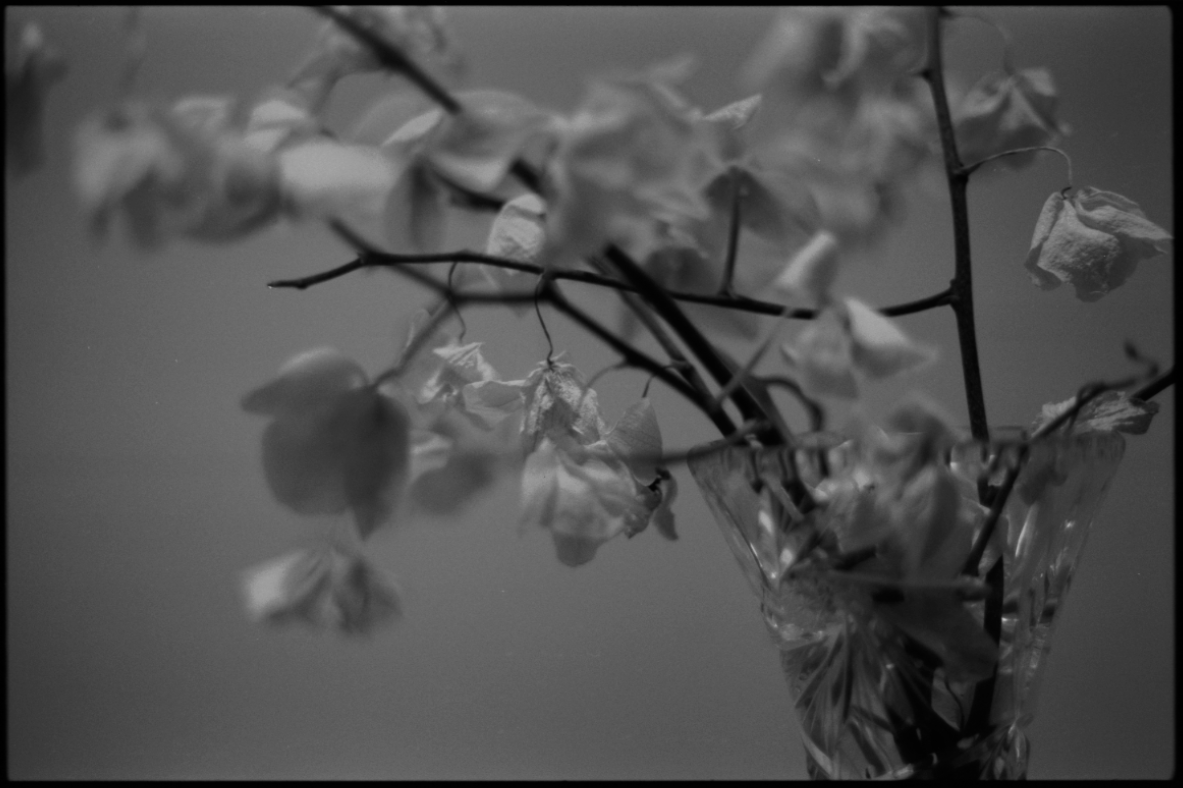MM_Dead Roses_45.png