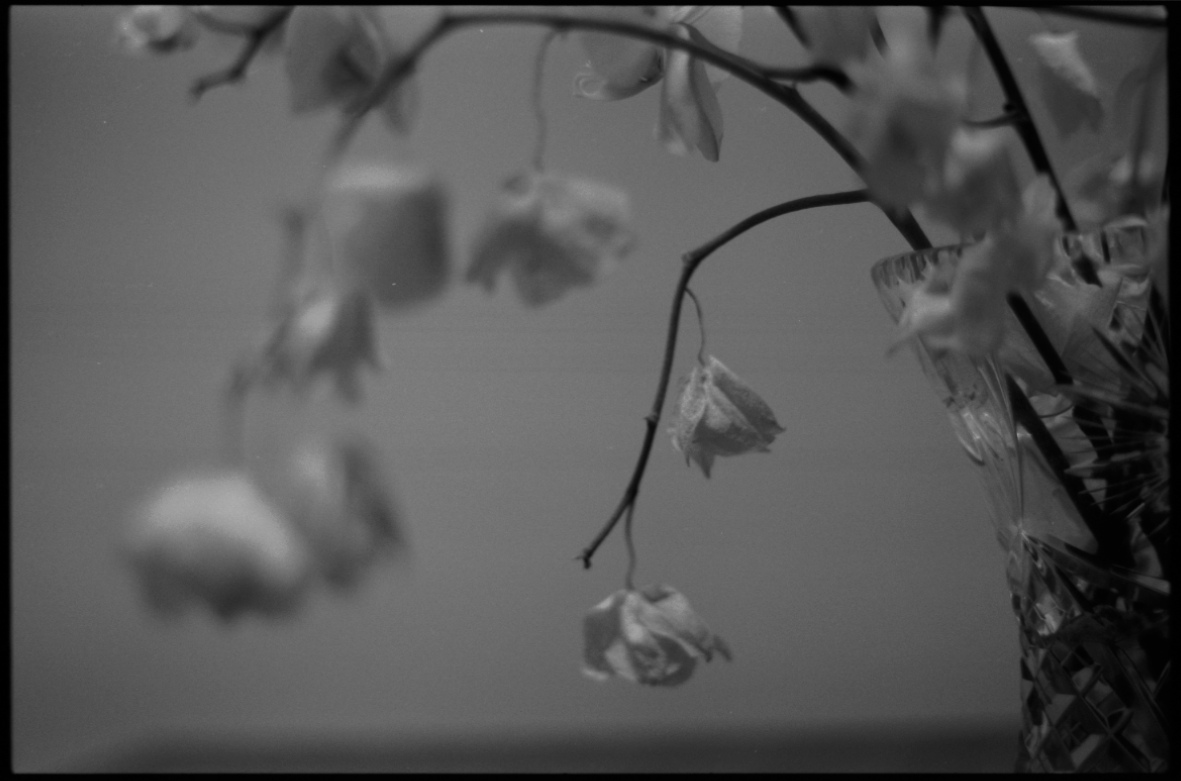 MM_Dead Roses_46.png