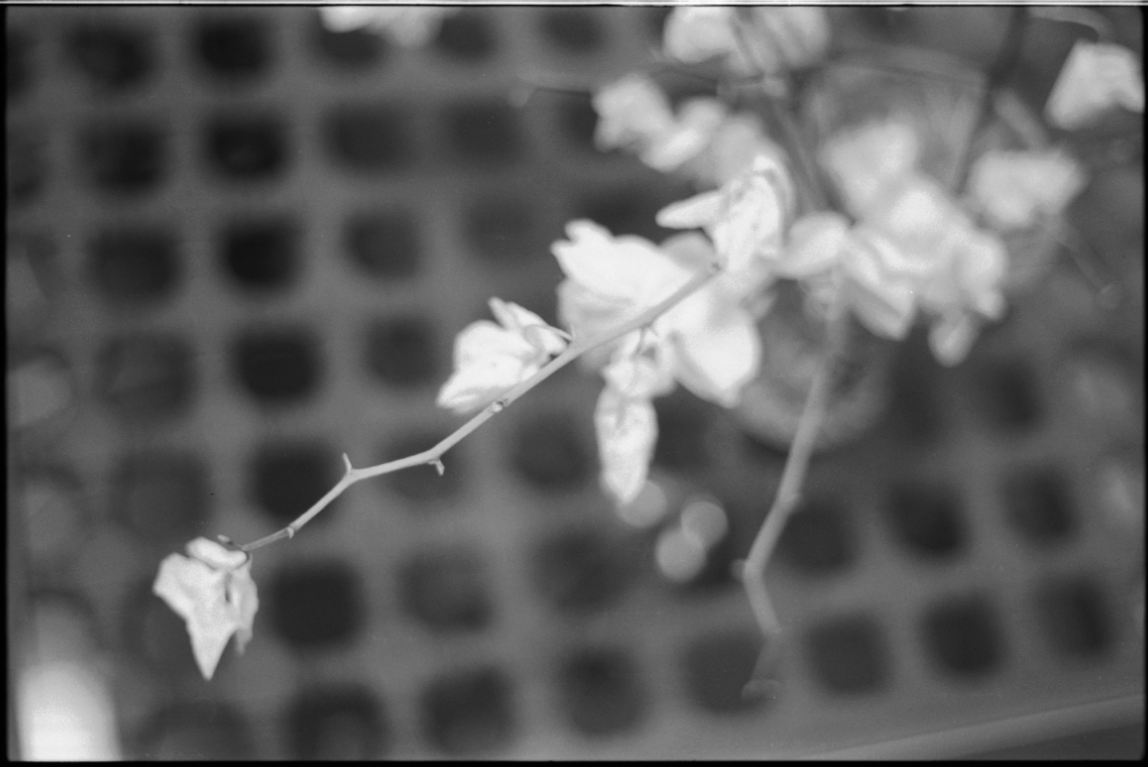 MM_Dead Roses_50.png