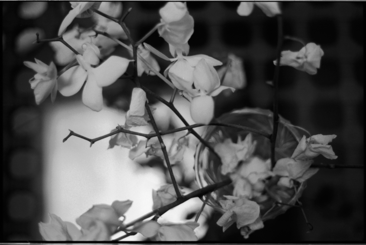 MM_Dead Roses_51.png