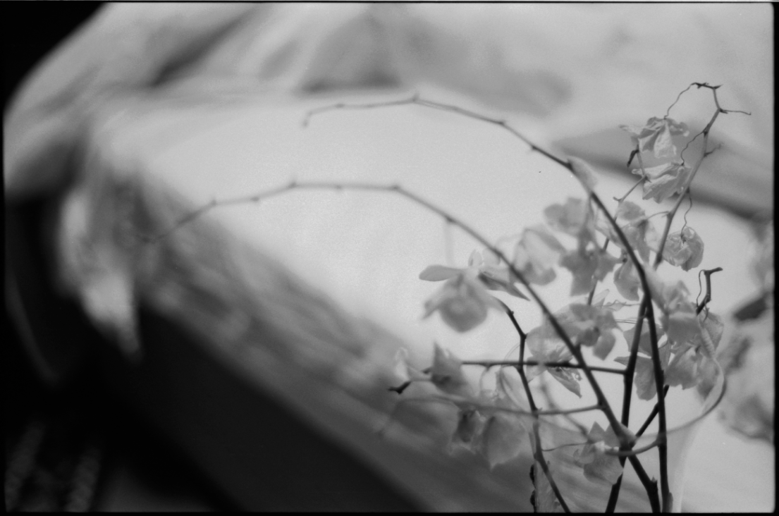 MM_Dead Roses_52.png