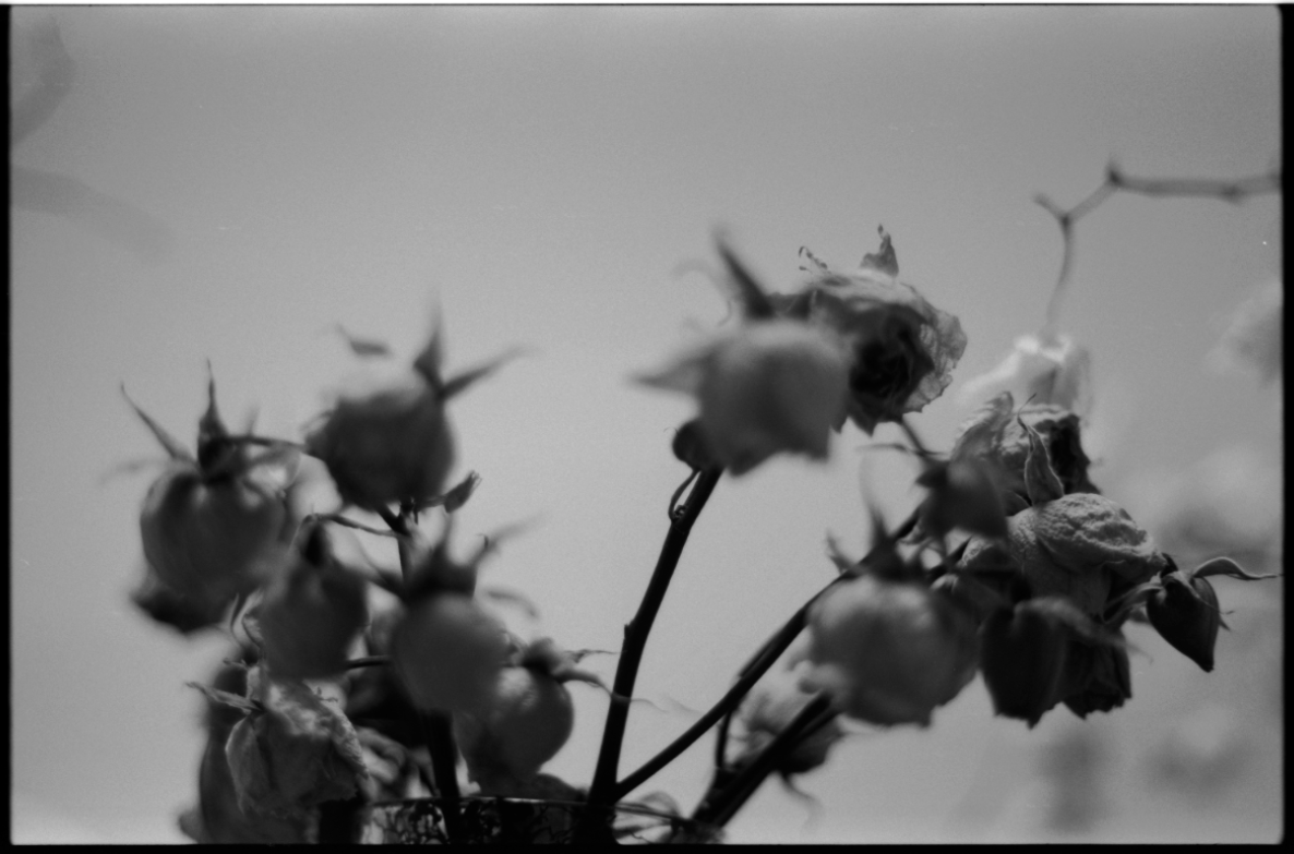 MM_Dead Roses_55.png