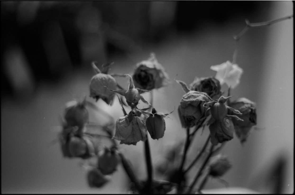 MM_Dead Roses_56.png