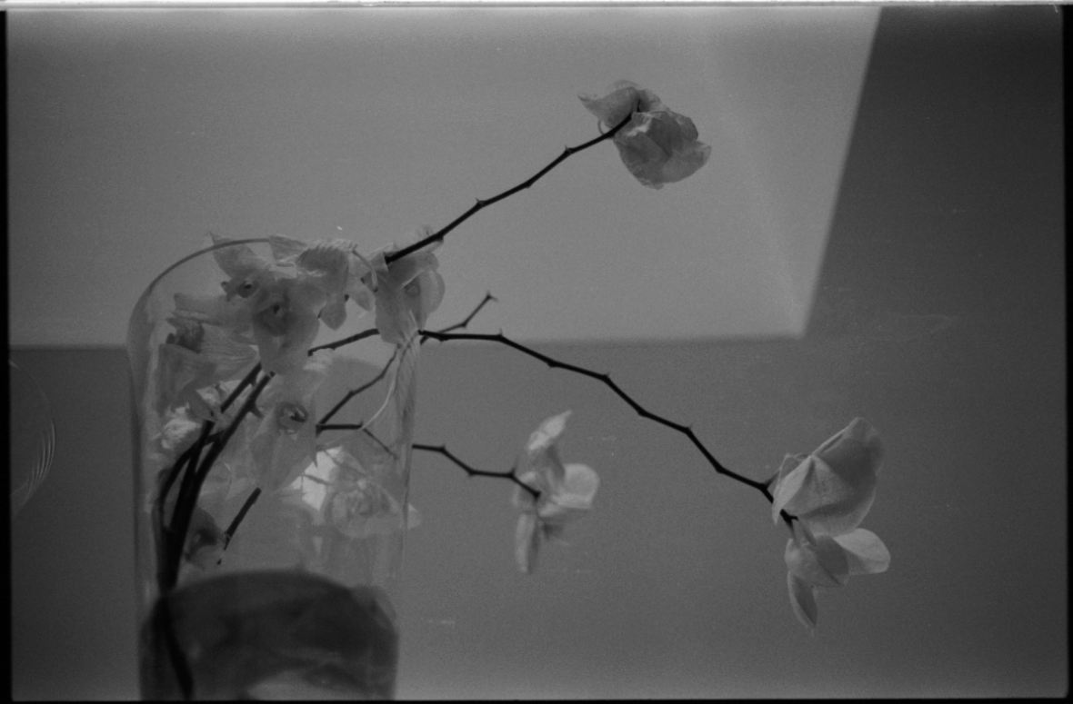 MM_Dead Roses_60.png