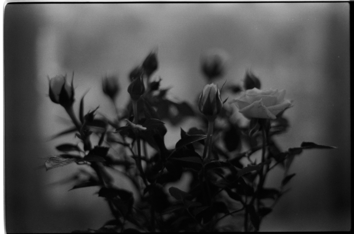 MM_Dead Roses_62.png