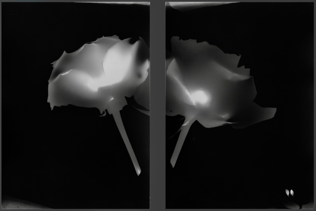MM_NewRose__20181206_0056.png