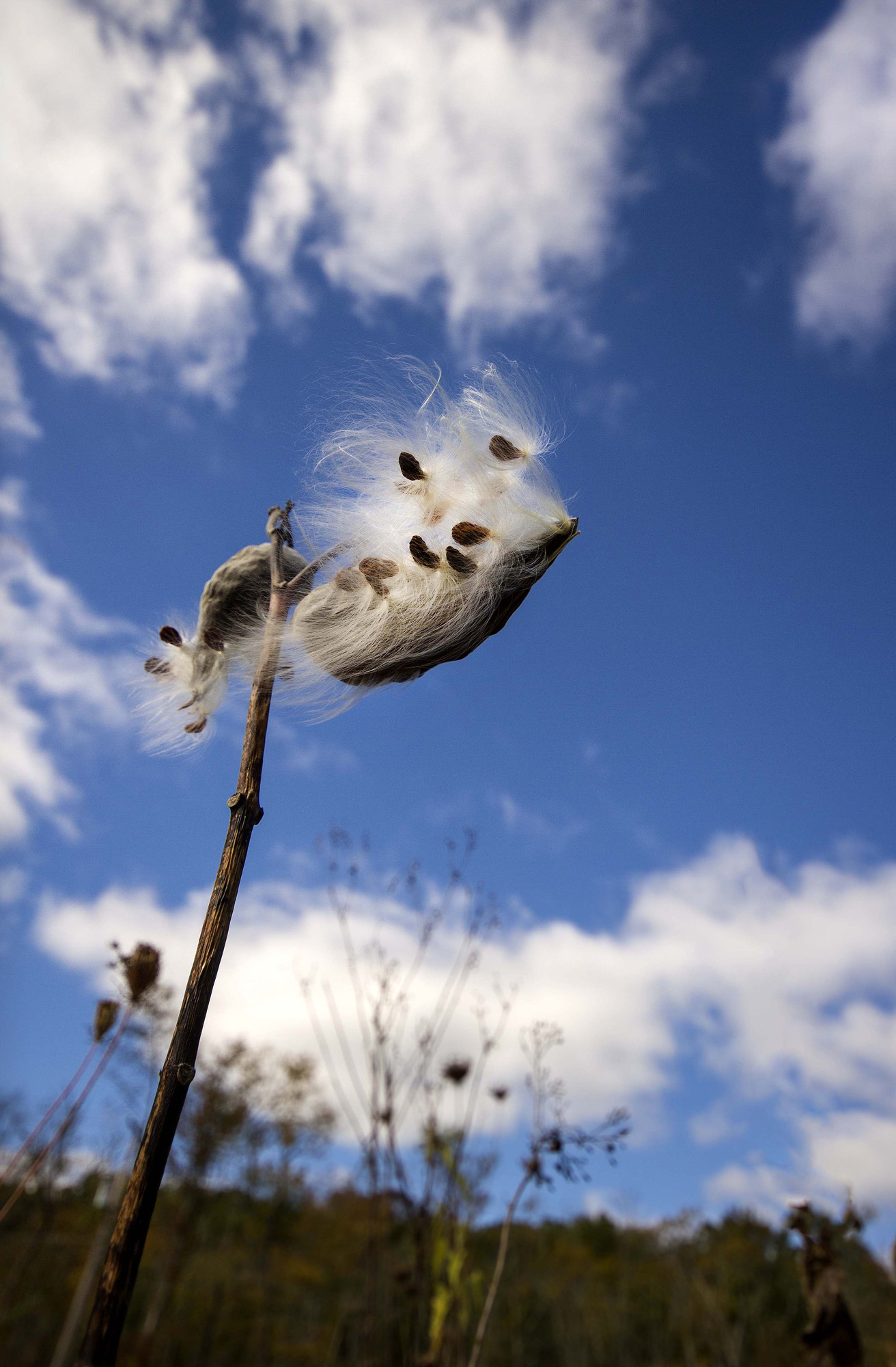 PodFlower_7.jpg