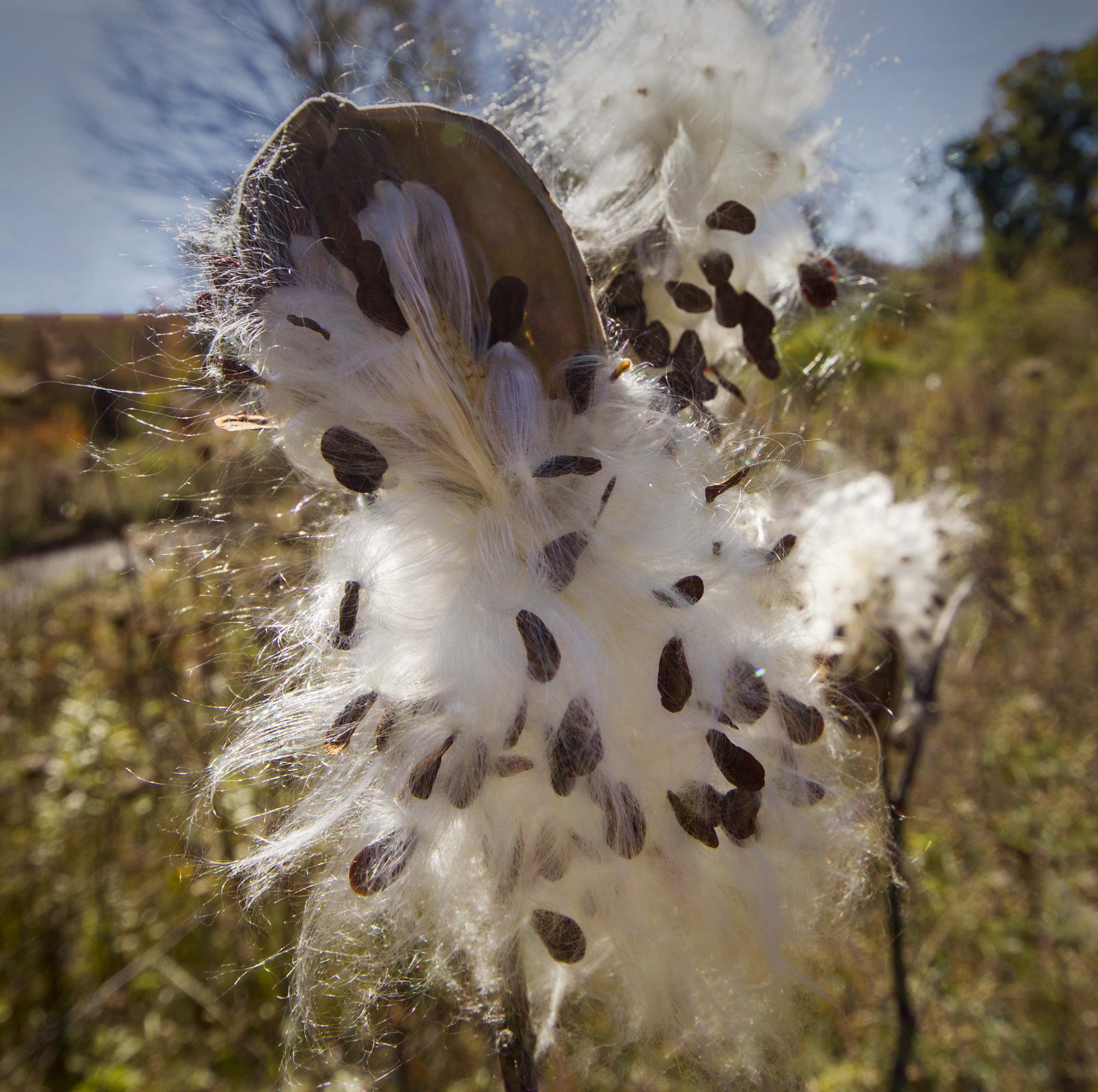 PodFlower_13.jpg