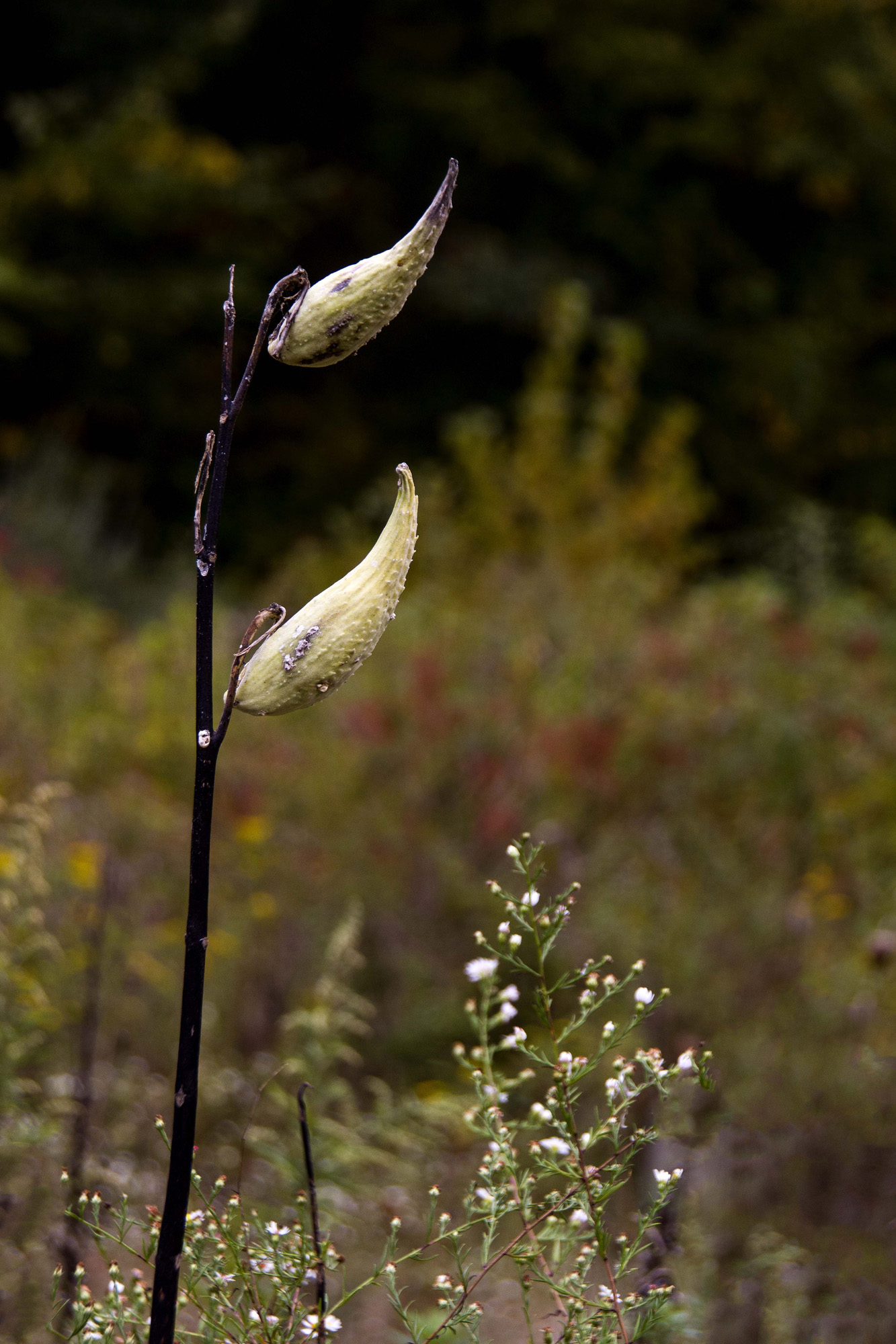 PodFlower_16.jpg