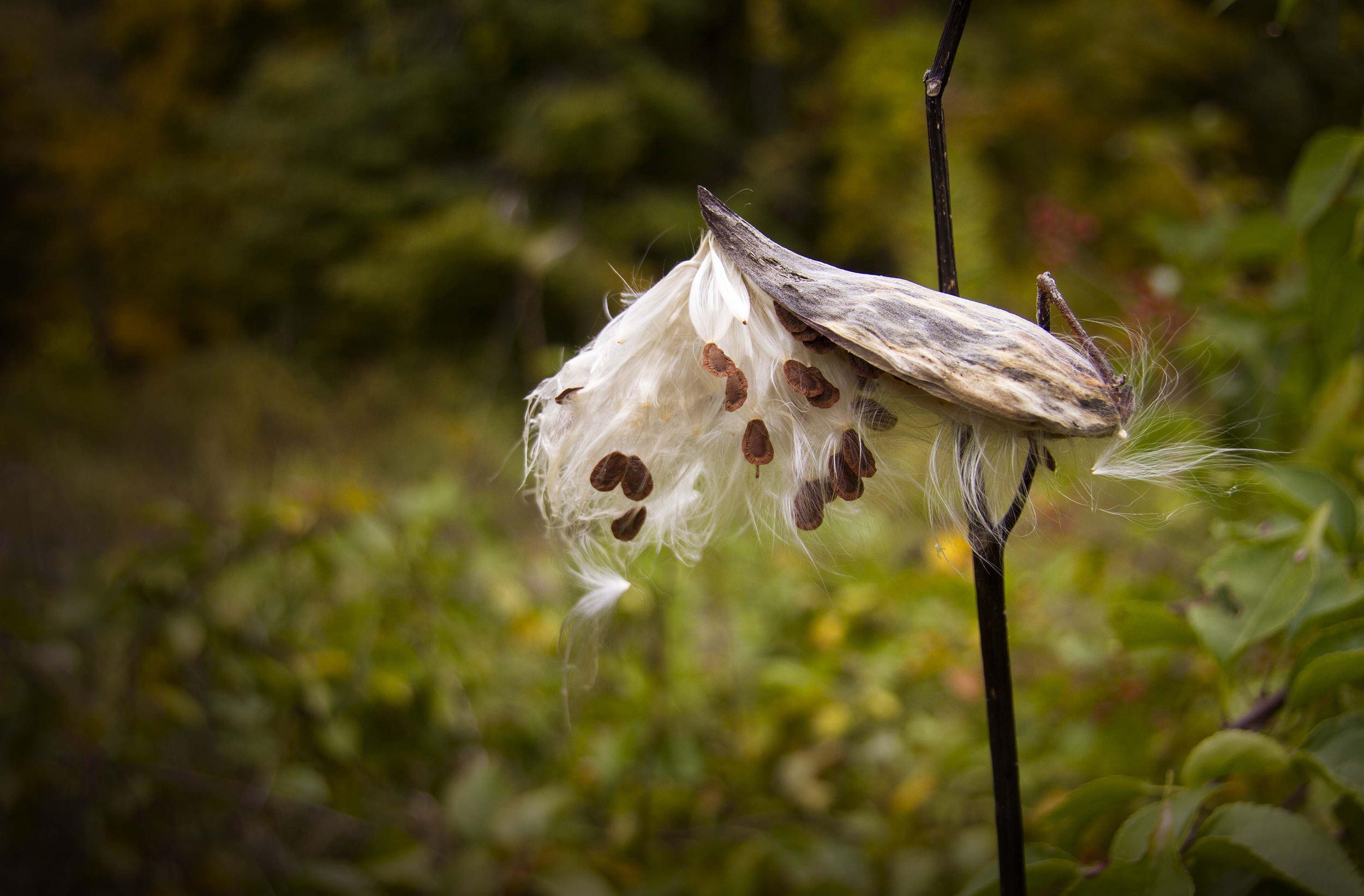 PodFlower_17_.jpg
