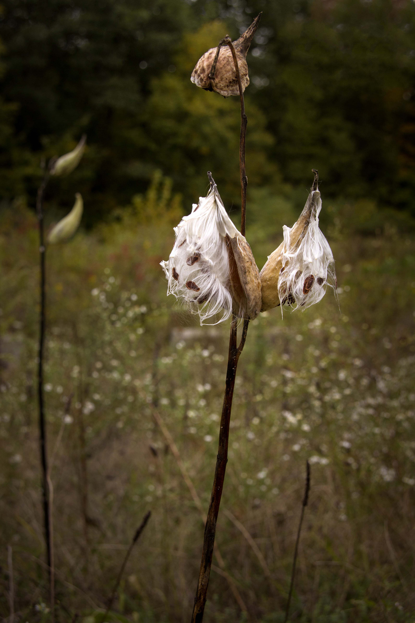 PodFlower_20_.jpg