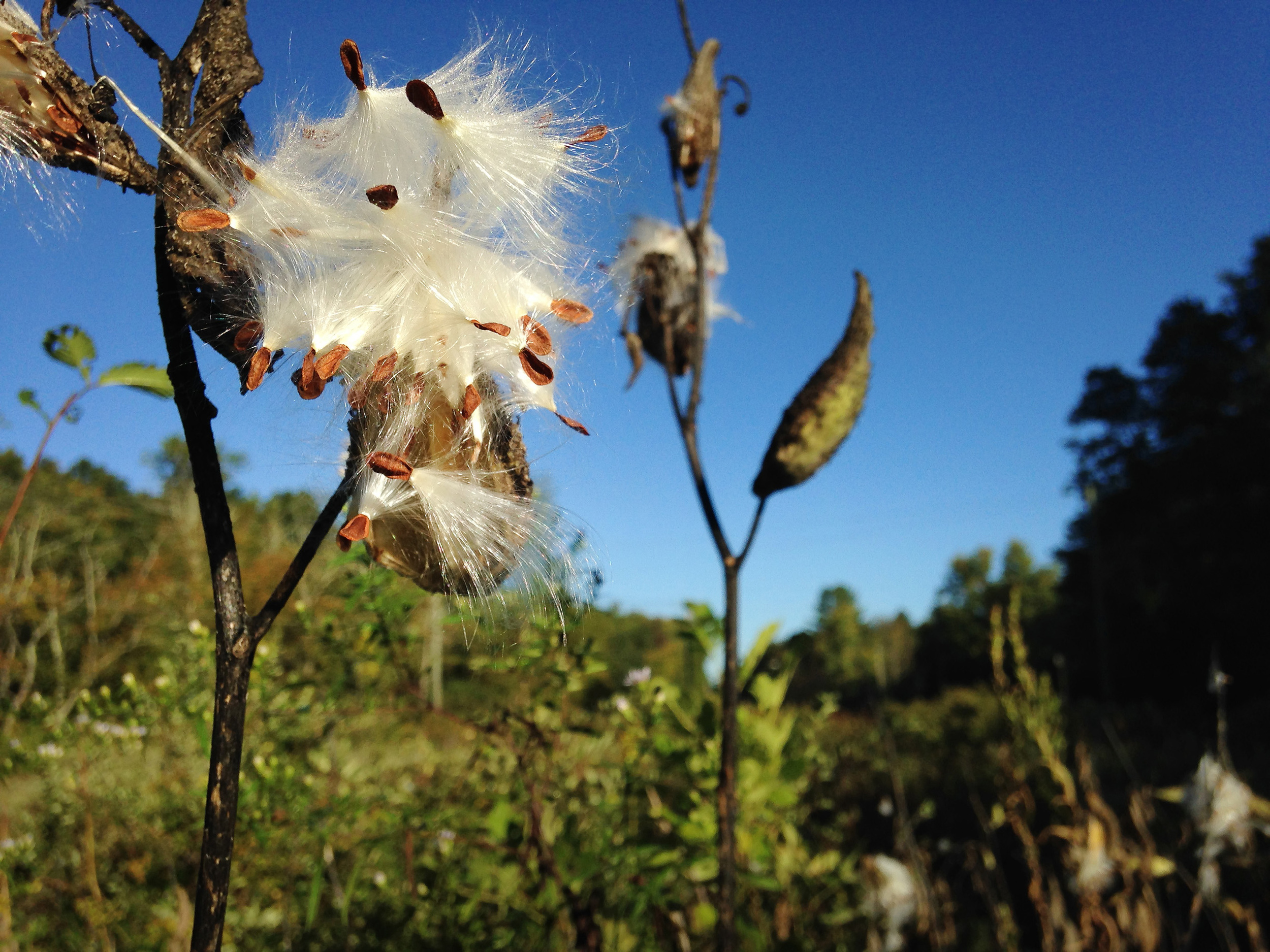 Vacant Lot Seed Pod 2a.jpg
