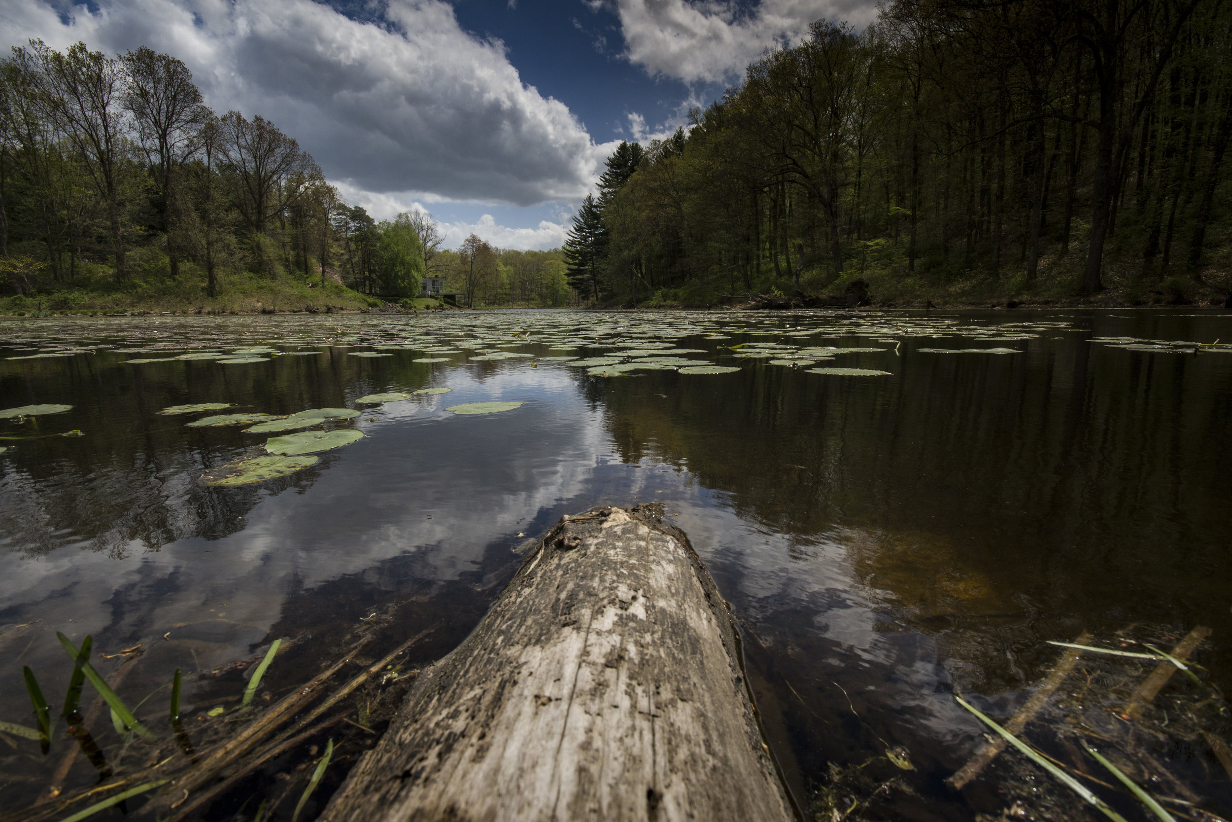 StichenLogPond.jpg
