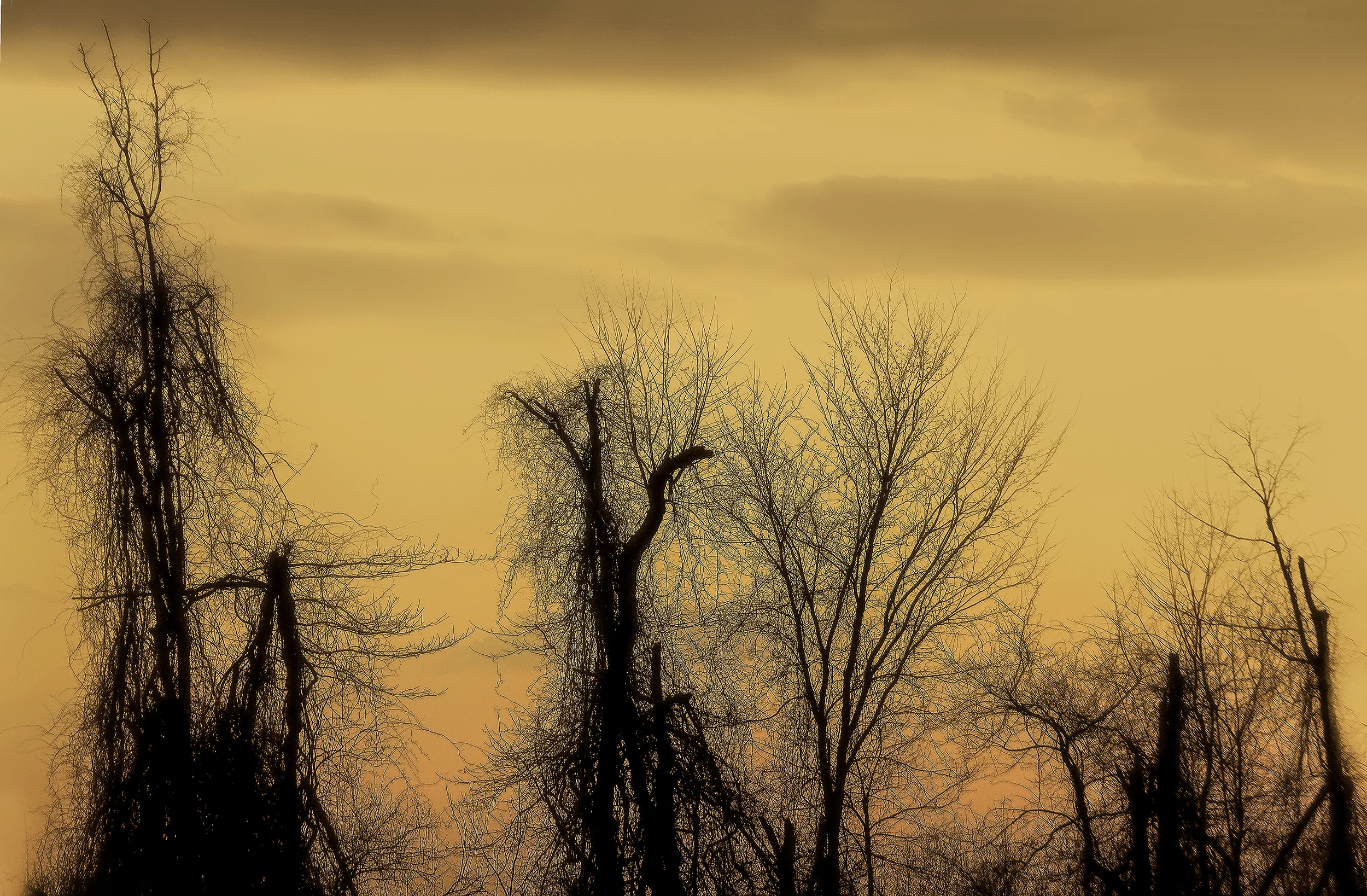 TextureTrees2_2500.jpg