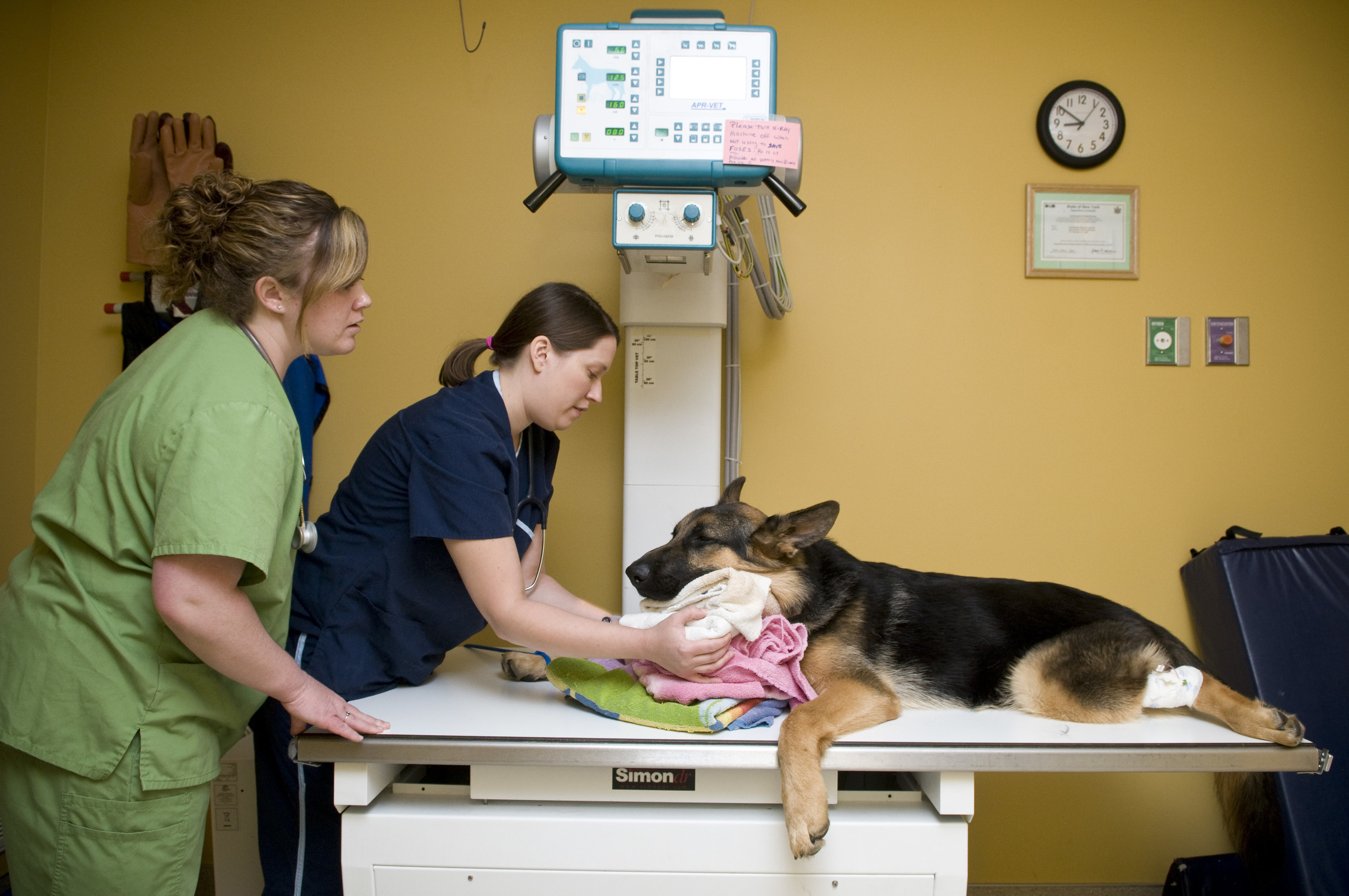 Radiographs (X-rays) are required prior to surgery for some procedures. Patients are mildly sedated to fully anesthetized for these radiographs, to allow for diagnostic quality images and to reduce stress and discomfort for your pet.