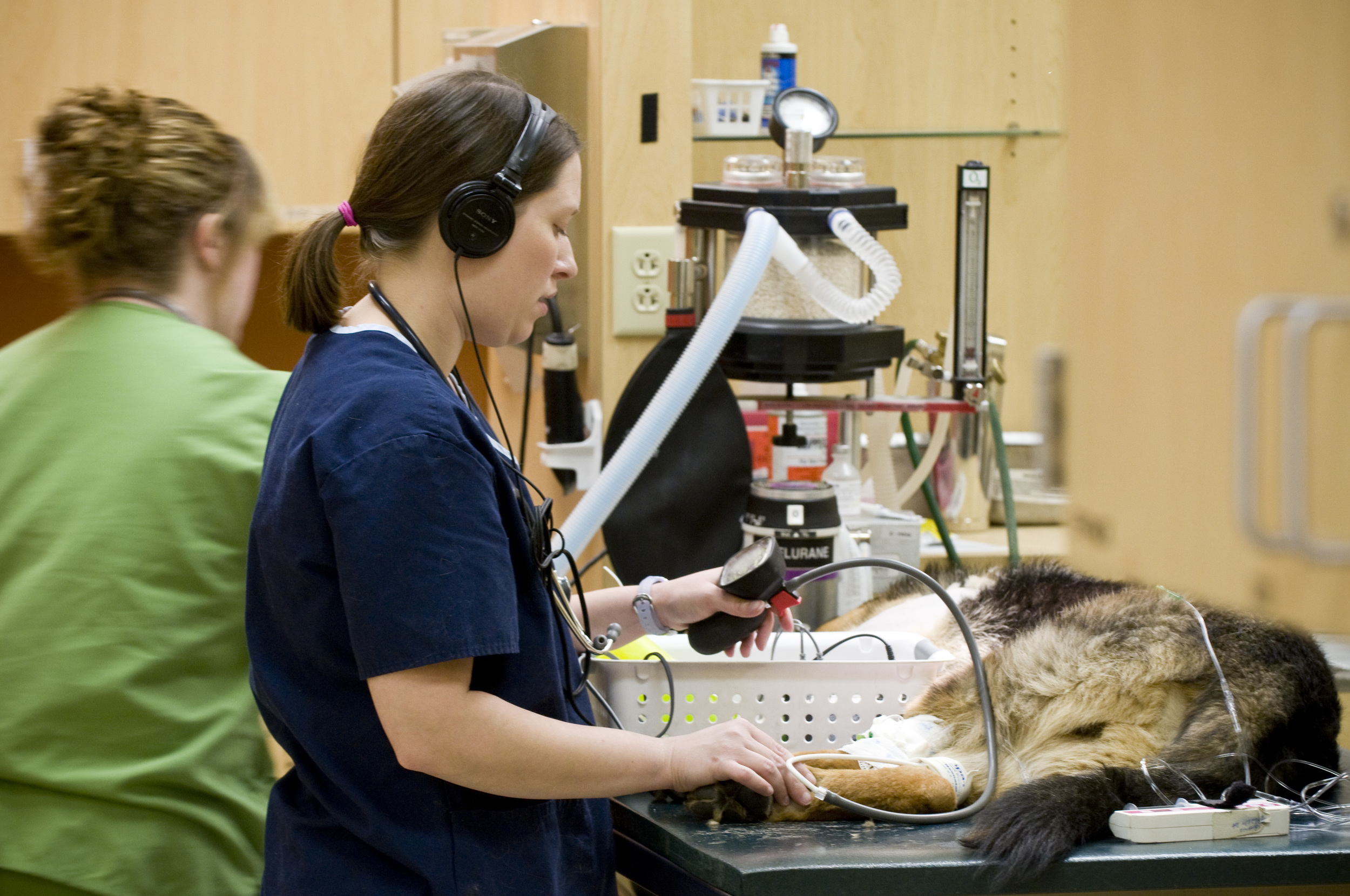 Patients are given a combination of anesthetics and pain medications. Vital statistics are monitored closely by Licensed Veterinary Technicians for the entire procedure.
