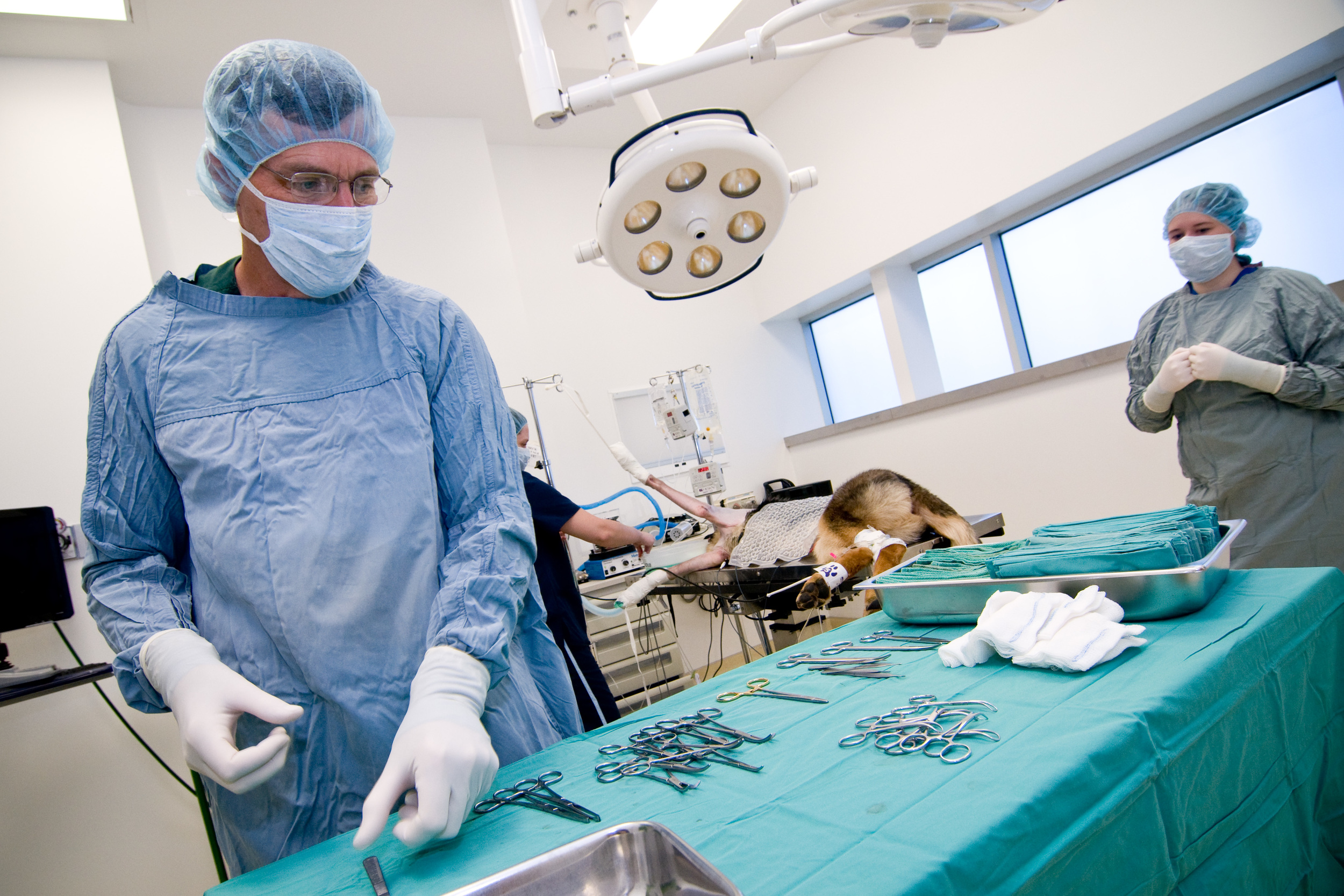 Surgery — Veterinary Medical Center of CNY