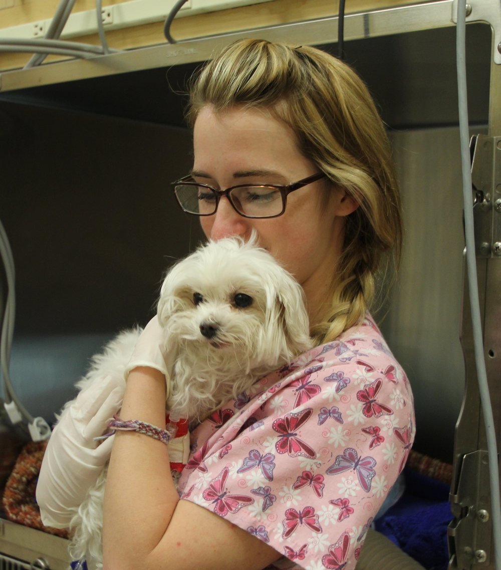 Why Choose VMC? — Veterinary Medical Center of CNY