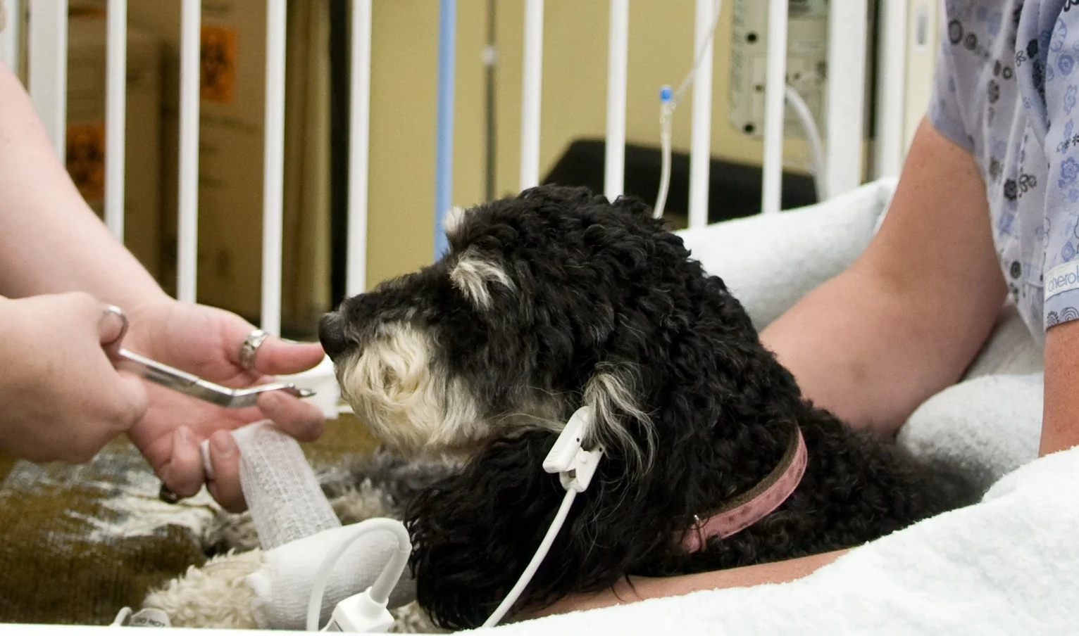 Internal Medicine Vet Tampa | Chronic and Complex Pet Conditions ...