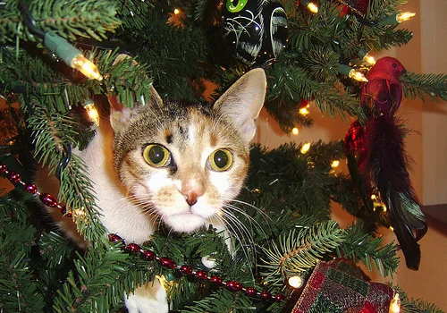 Cat-in-Christmas-Tree