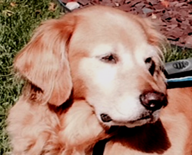 Bailey
