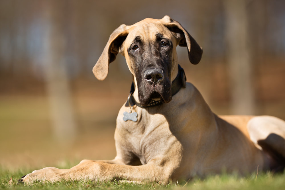 how long do symptoms of bloat last in dogs