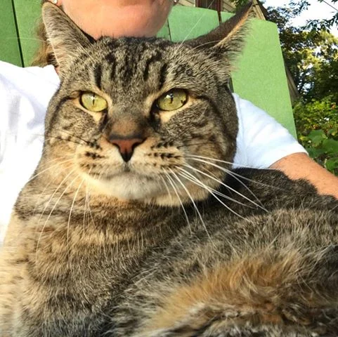 physical therapy for cats