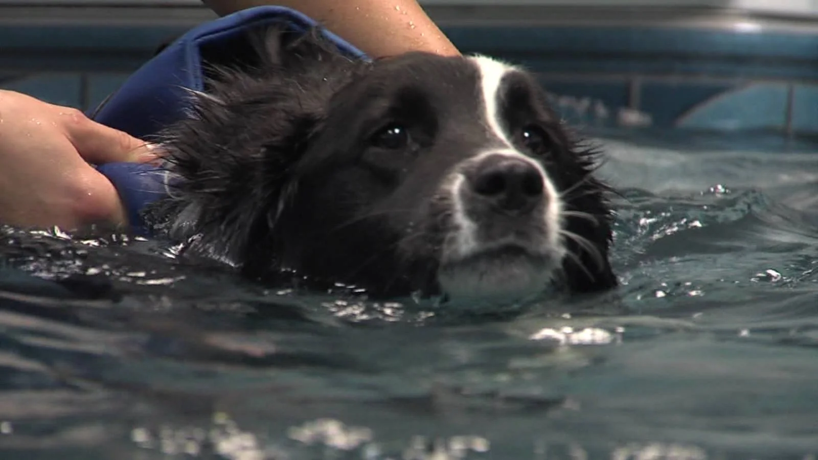 Izzy boo swimming.jpg