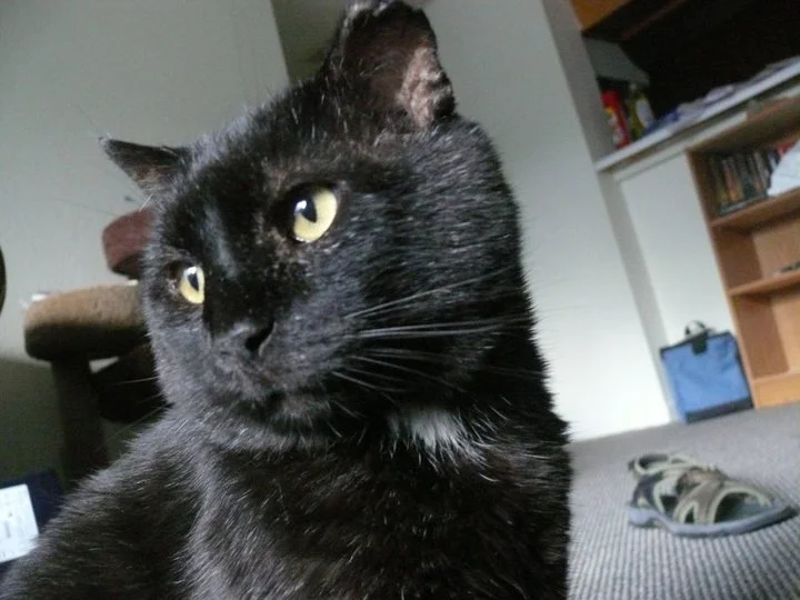 Mr_Jowls.jpg