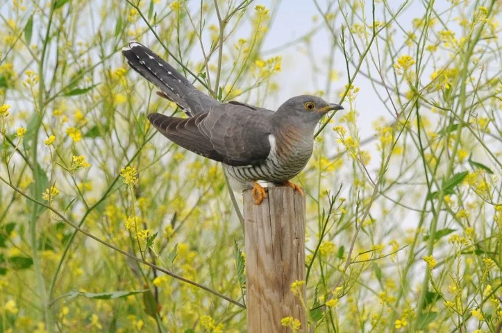 Female-cuckoo%2c-Hardley-Marshes%2c-Nick-Appleton%2c-5-June-2014-(Small).jpg