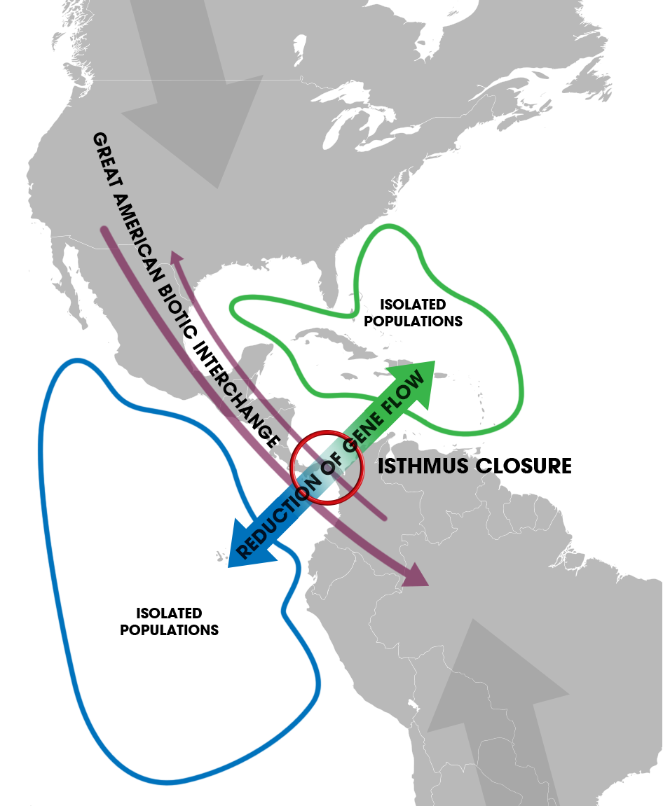 Isthmus_of_Panama_(closure)_-_Speciation_of_marine_organisms_(w_annot).png