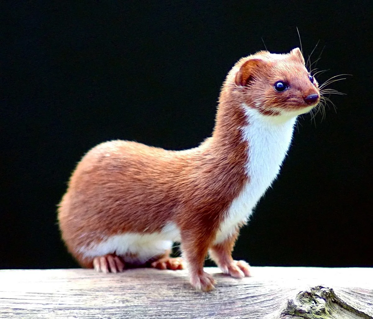 1200px-Mustela_nivalis_-British_Wildlife_Centre-4.jpg