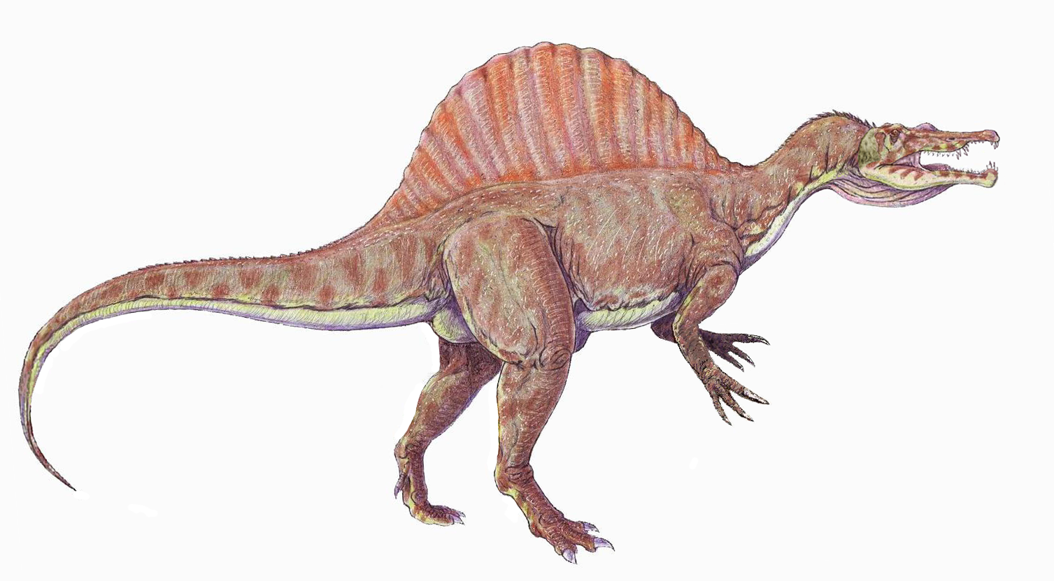 Spinosaurus1DBa.png