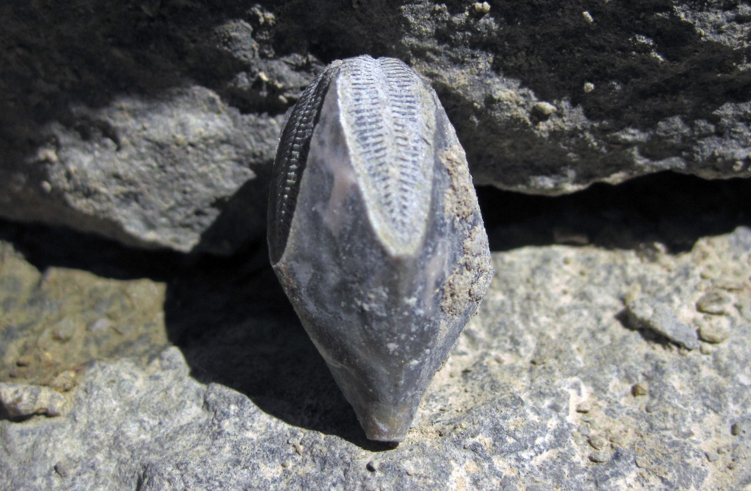 Pentremites_meganae_(fossil_blastoid)_(Glen_Dean_Formation,_Upper_Mississippia
