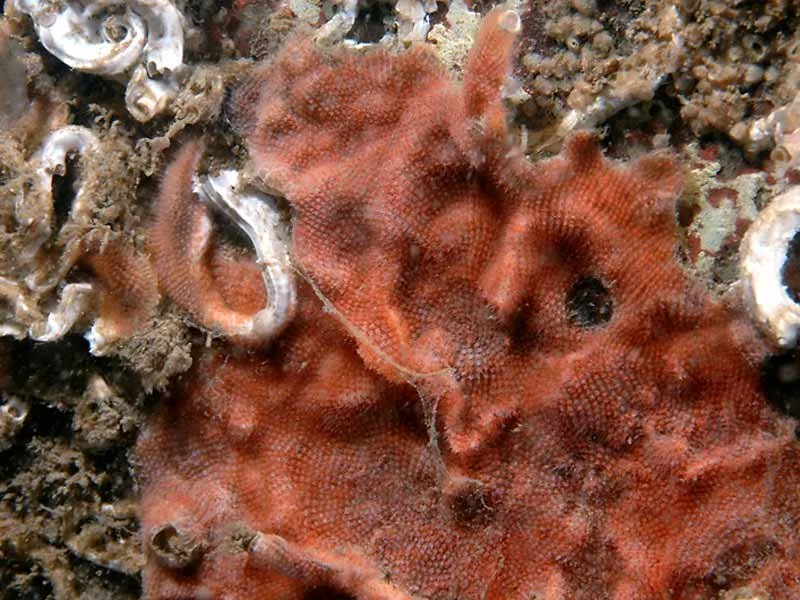 o_esccoc-3144108613.jpg
