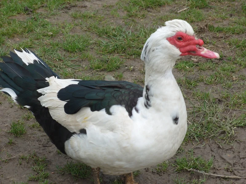 A Muscovy Duck Named Dave