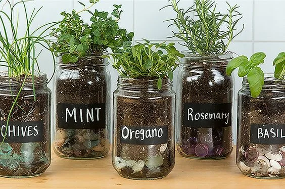 Herb Garden. Fresh mint for that summertime mojito?
