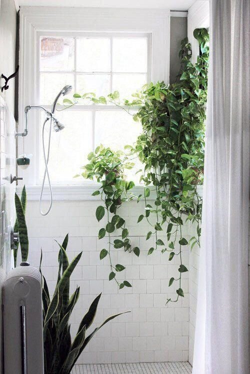 The 10 Best Houseplants for Your Bathroom, According to Plant Experts.jpeg