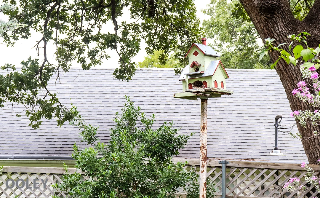 Birdhouse_DentonWeb.jpg